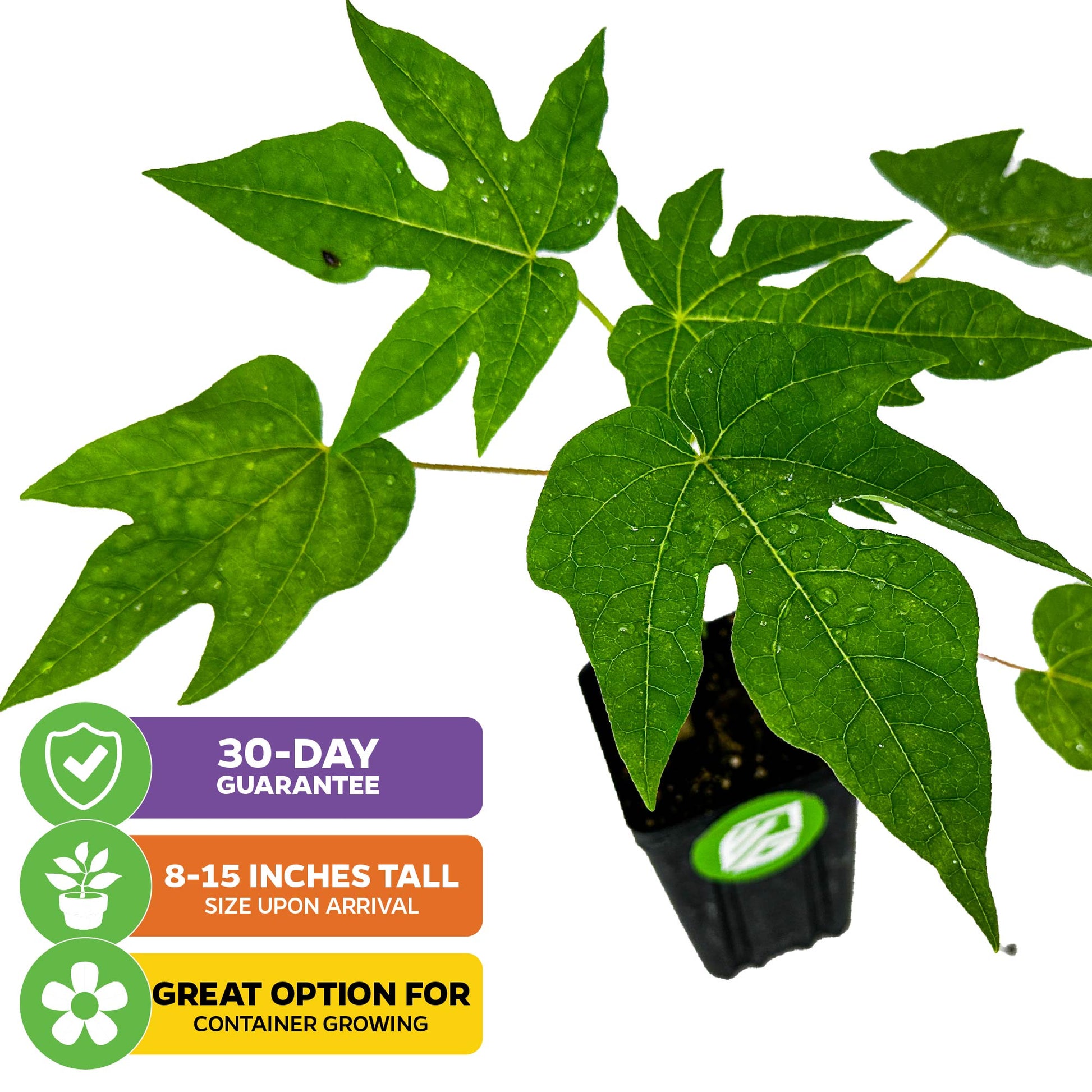 TR Hovey Dwarf Papaya (Premium size) - Carica papaya