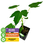 A young Tainung Papaya (Premium size) by Wellspring Gardens, semi-dwarf with large green leaves; arrives 8–15 inches tall, disease resistant, produces abundant fruit, and includes a 30-day guarantee.