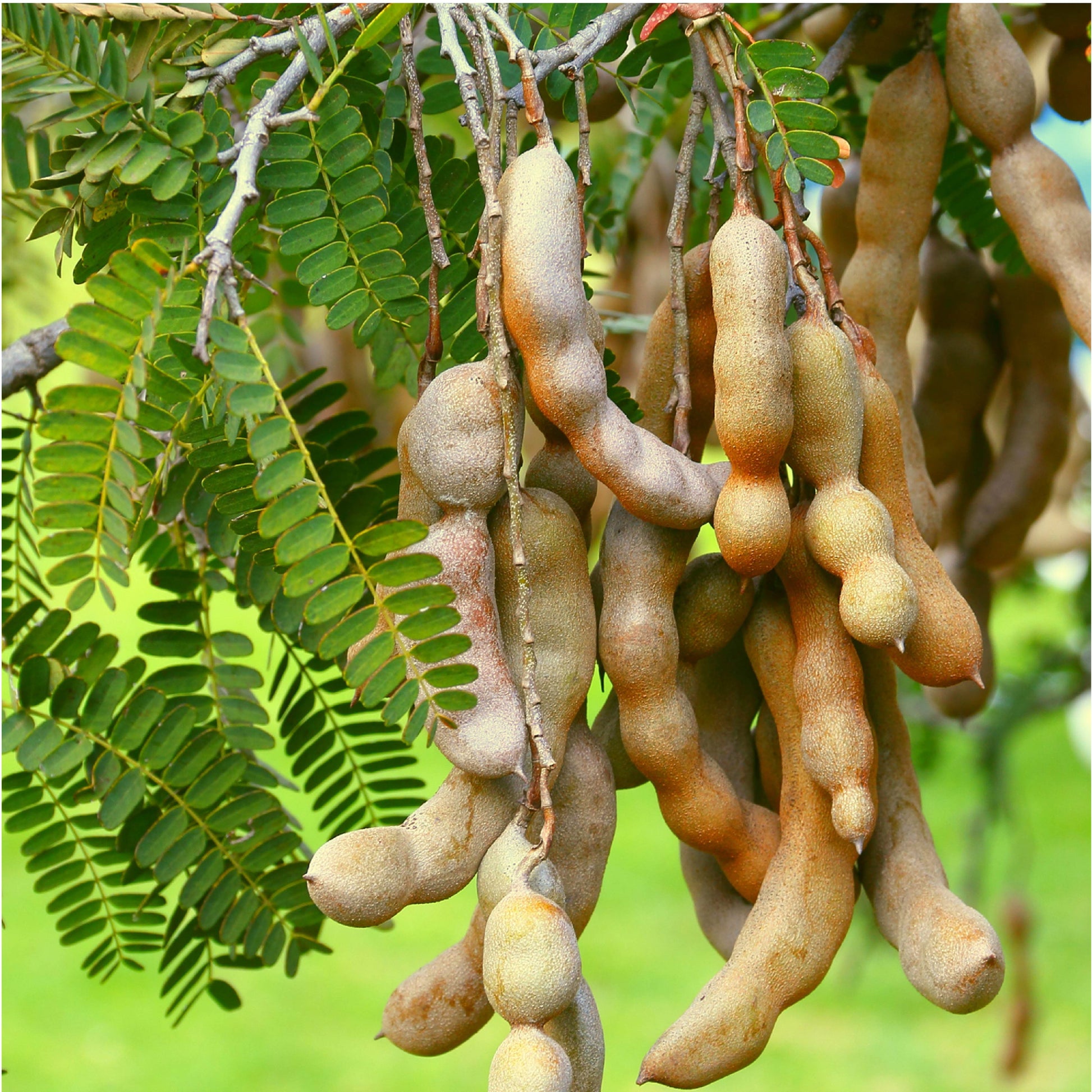 Tamarind Tree - Tamarindus indica (3/4-Gallon Pot)