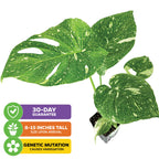 The Thai Constellation Monstera Variegated by Wellspring Gardens features unique variegation from a natural genetic mutation, stands 8-15 inches tall, and comes in a premium 3/4-QT size with a 30-day guarantee.