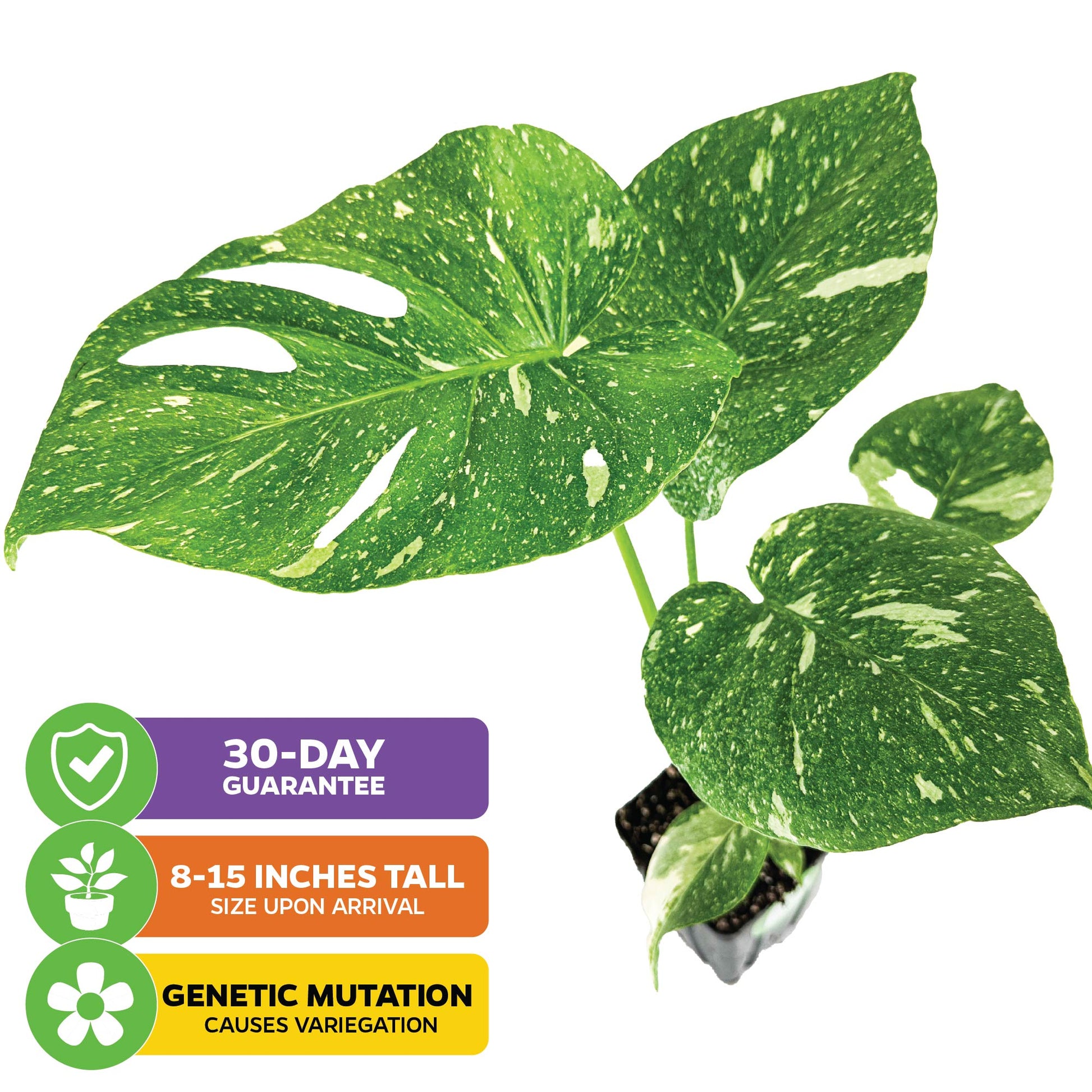 Thai Constellation Monstera Variegated - Premium 3/4-QT size - Monstera deliciosa