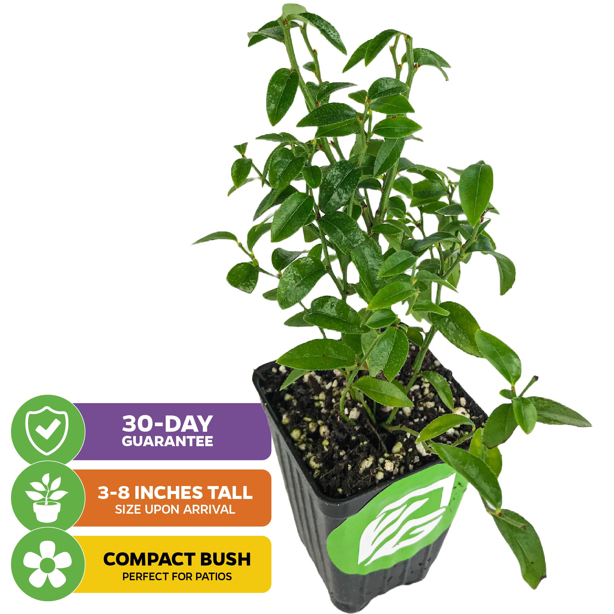 A Wellspring Gardens Top Hat Blueberry (Vaccinium augustifolium) potted plant with green leaves, labeled: 30-day guarantee, arrives 3-8" tall, and features a compact bush ideal for patios.