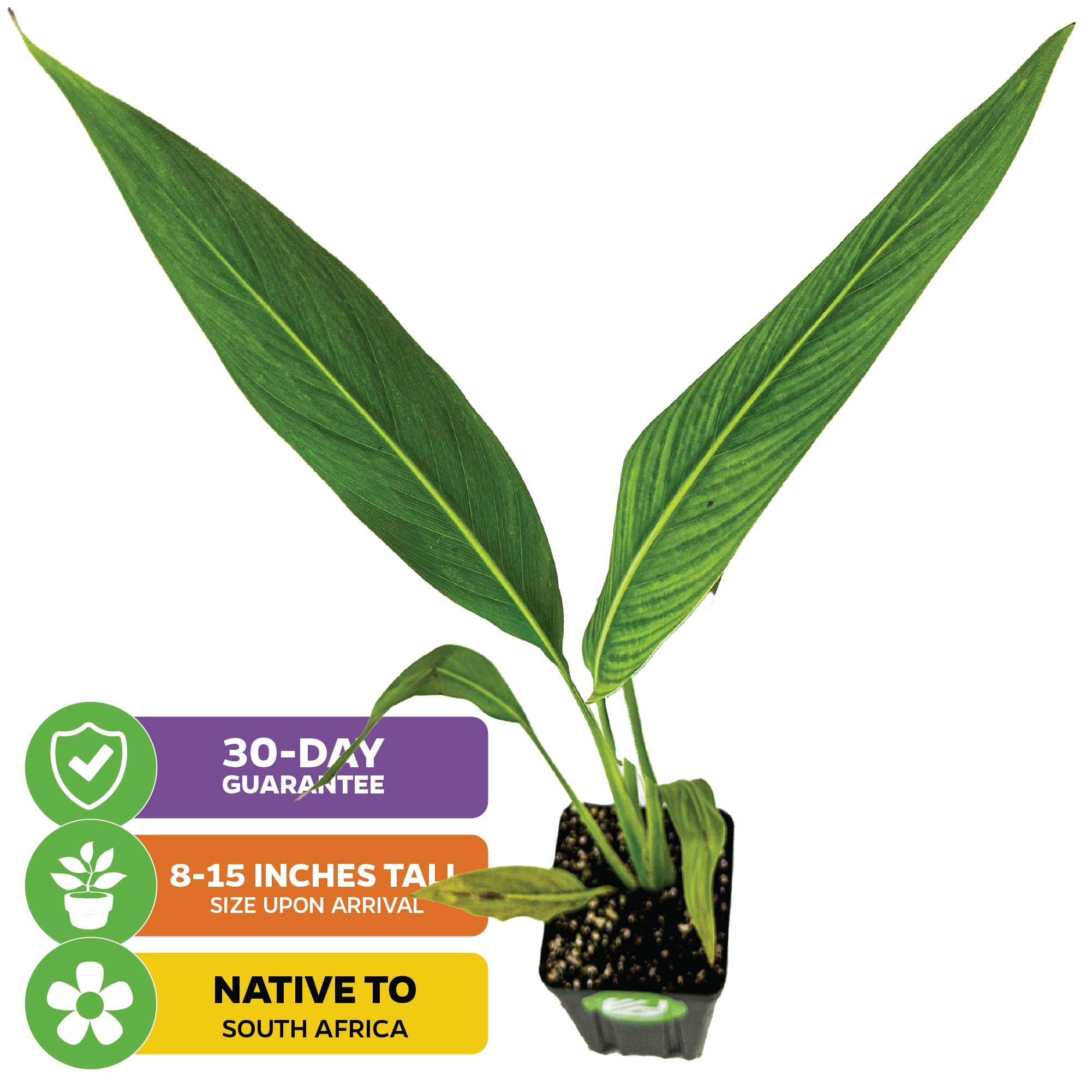 Traveler's Tree (Traveler's Palm) - Ravenala madagascariensis (Premium | 3/4-QT size)