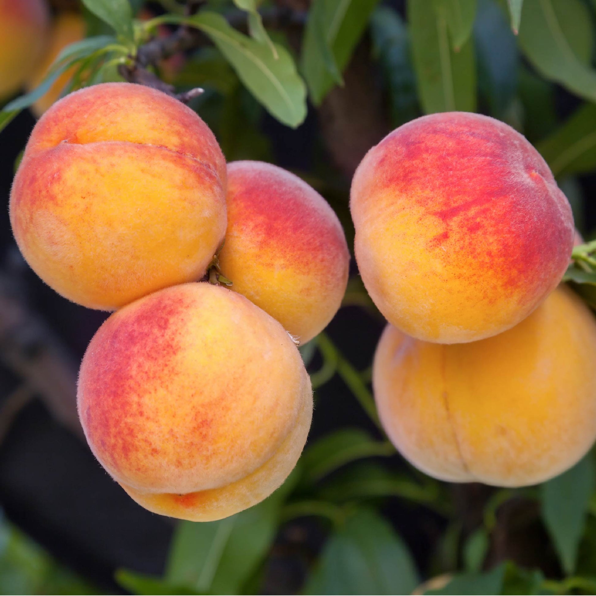Tropic Beauty Peach (Grafted) - Prunus persica