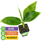 The Wellspring Gardens Tropicana Banana (Super Dwarf Cavendish) - Musa arrives in a black pot with three large green leaves, grows 3–8", is ideal for indoor containers, produces mini edible Cavendish fruit, and comes with a 30-day guarantee.