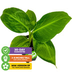 A young Wellspring Gardens Truly Tiny Banana - Musa plant in a pot with broad green leaves, featuring “30-day guarantee,” “3-8 inch arrival size,” and “mini version of Tropicana banana”—ideal as an indoor edible banana plant.
