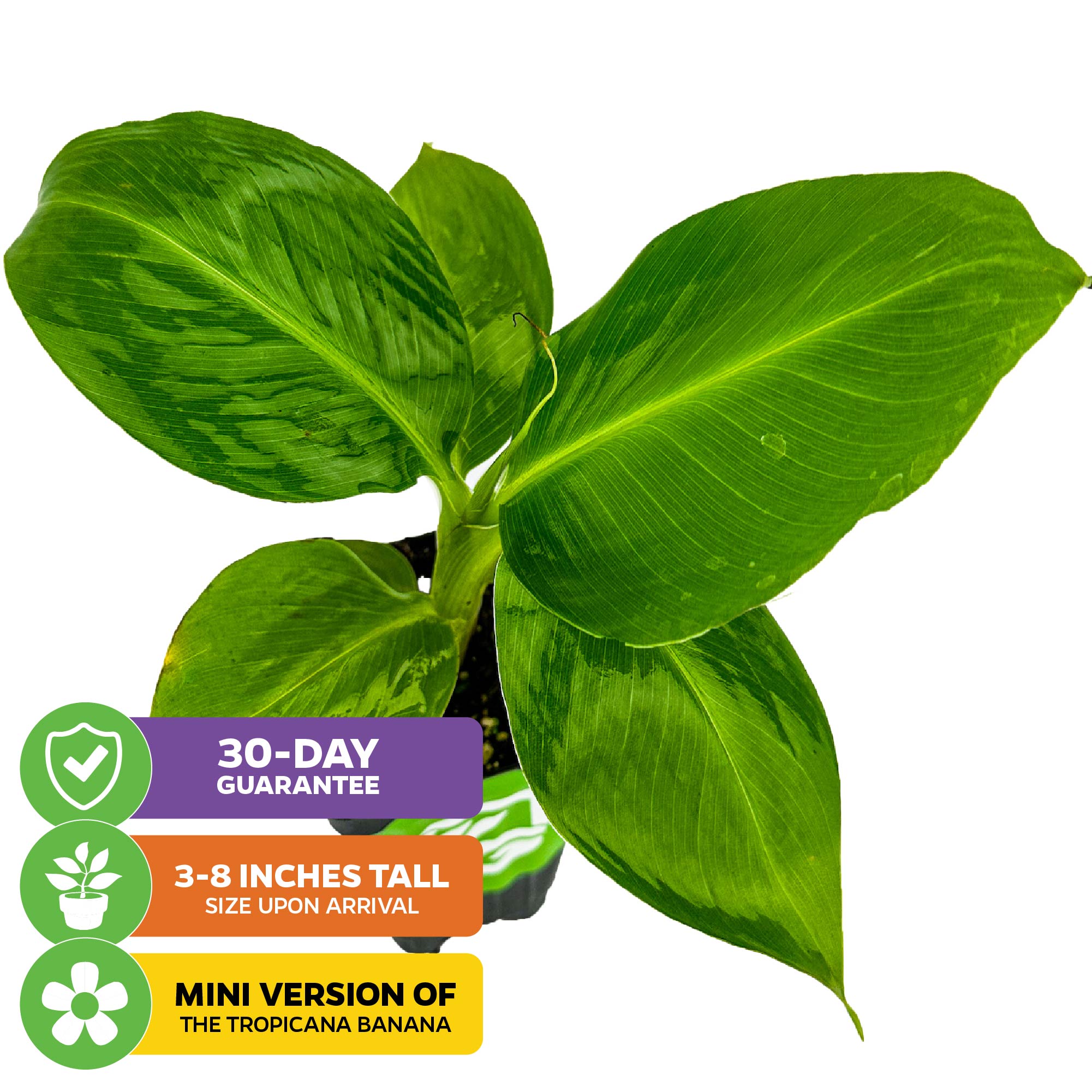 A young Wellspring Gardens Truly Tiny Banana - Musa plant in a pot with broad green leaves, featuring “30-day guarantee,” “3-8 inch arrival size,” and “mini version of Tropicana banana”—ideal as an indoor edible banana plant.