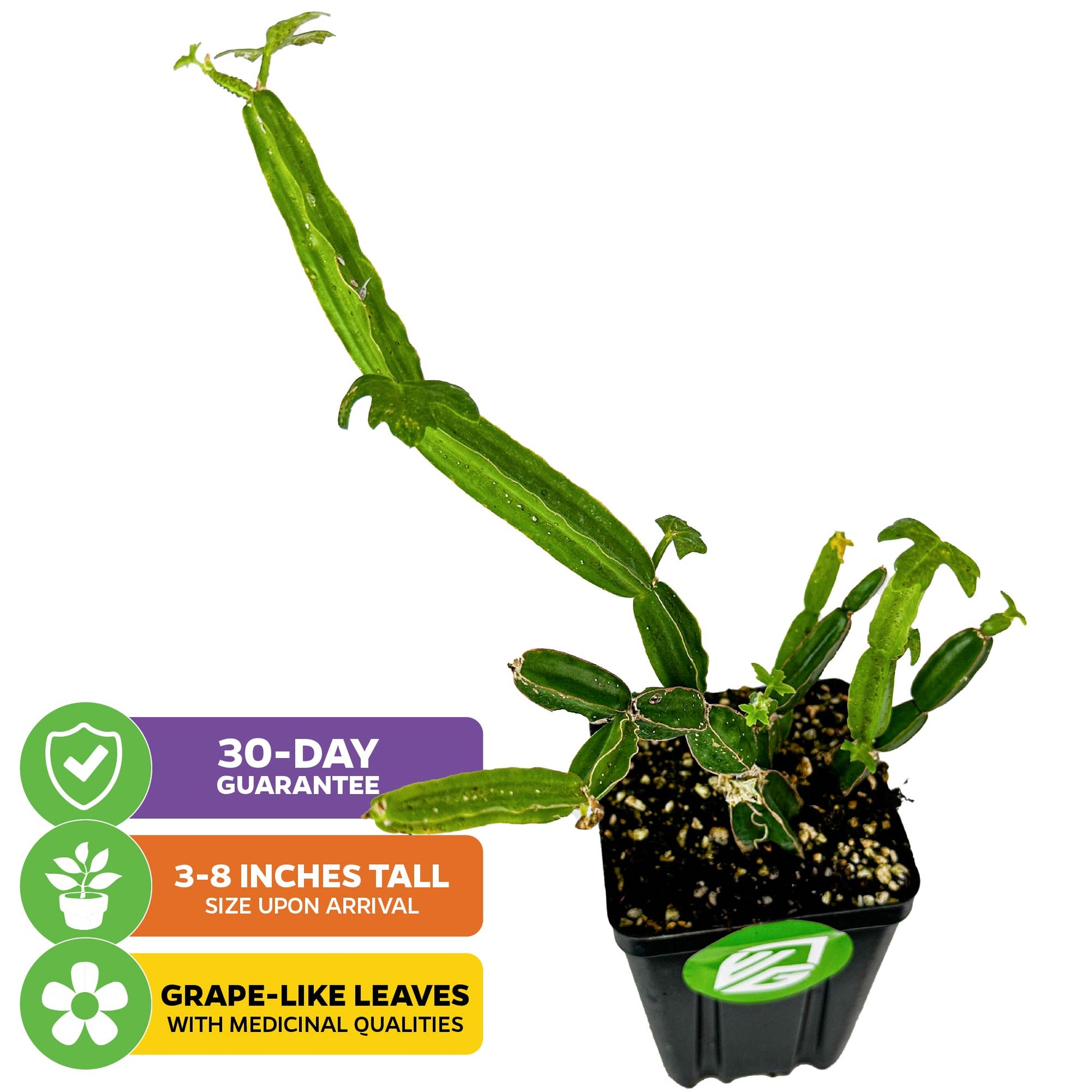 Veldt Grape Ivy (weight loss) - Cissus quadrangularis