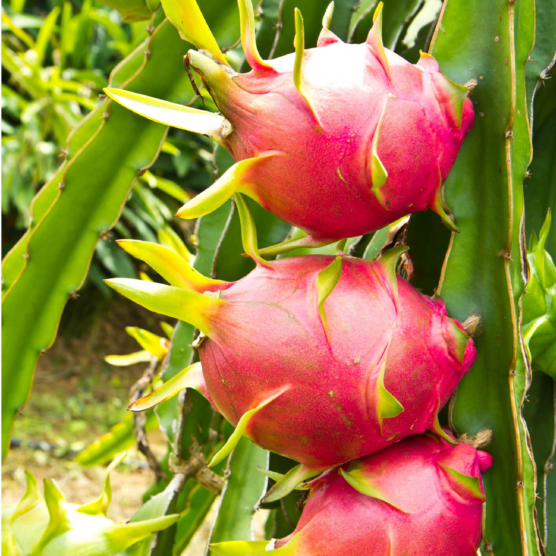 Vietnamese Jaina White Dragon Fruit (4-gallon) - Hylocereus undatus