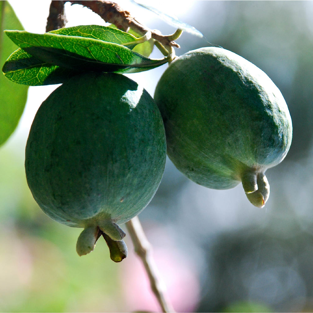 Feijoa - Pineapple Guava (1-gallon) - Acca sellowiana