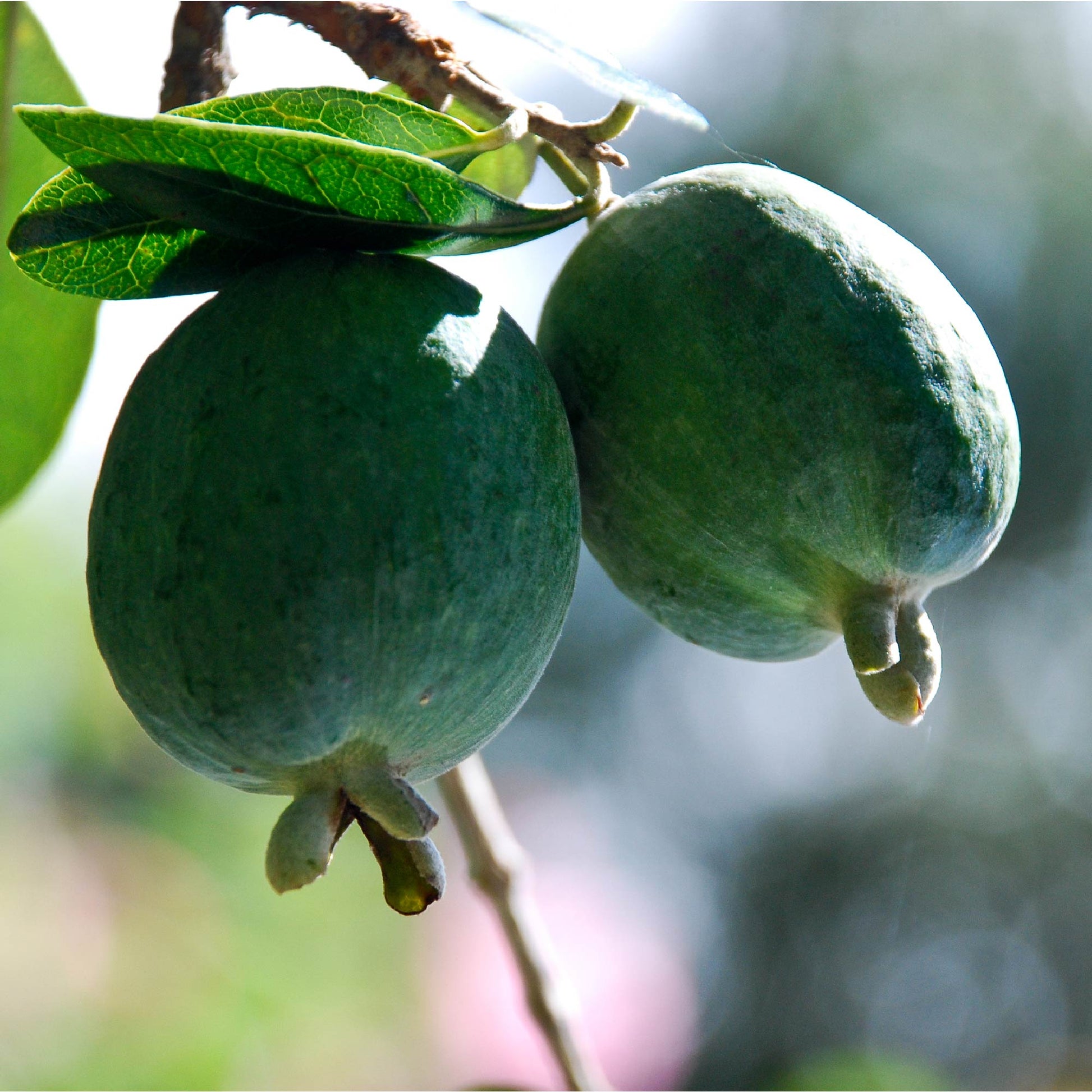 Feijoa - Pineapple Guava (1-gallon) - Acca sellowiana