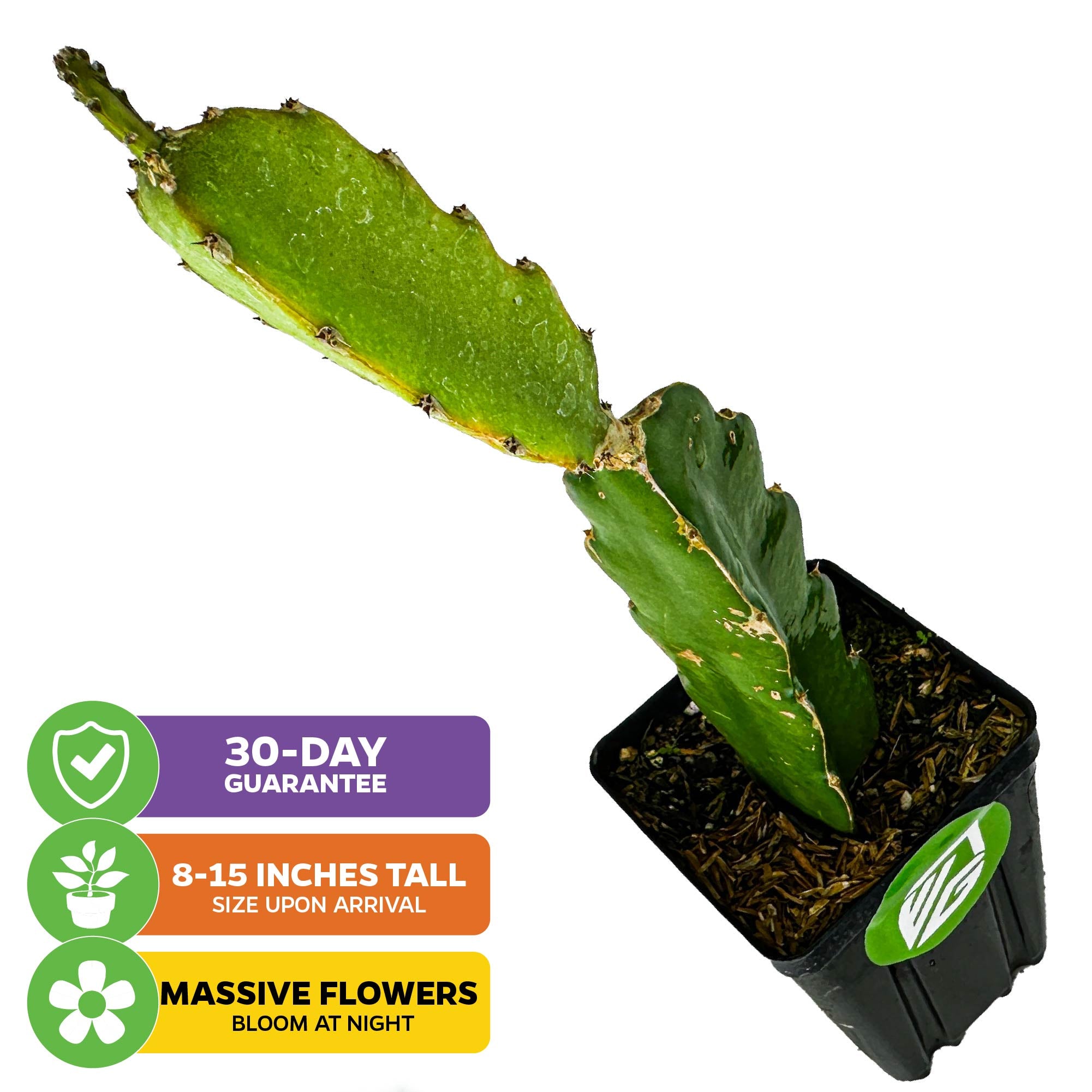 Vietnamese Jaina White Dragon Fruit - Hylocereus undatus