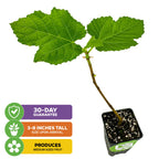The Wellspring Gardens Yellow Long Neck Fig (Ficus carica) is a small potted plant (3-8" tall), with three large green leaves and a short stem. It's self-pollinating, covered by a 30-day guarantee, and bears medium, honey-sweet fruit.
