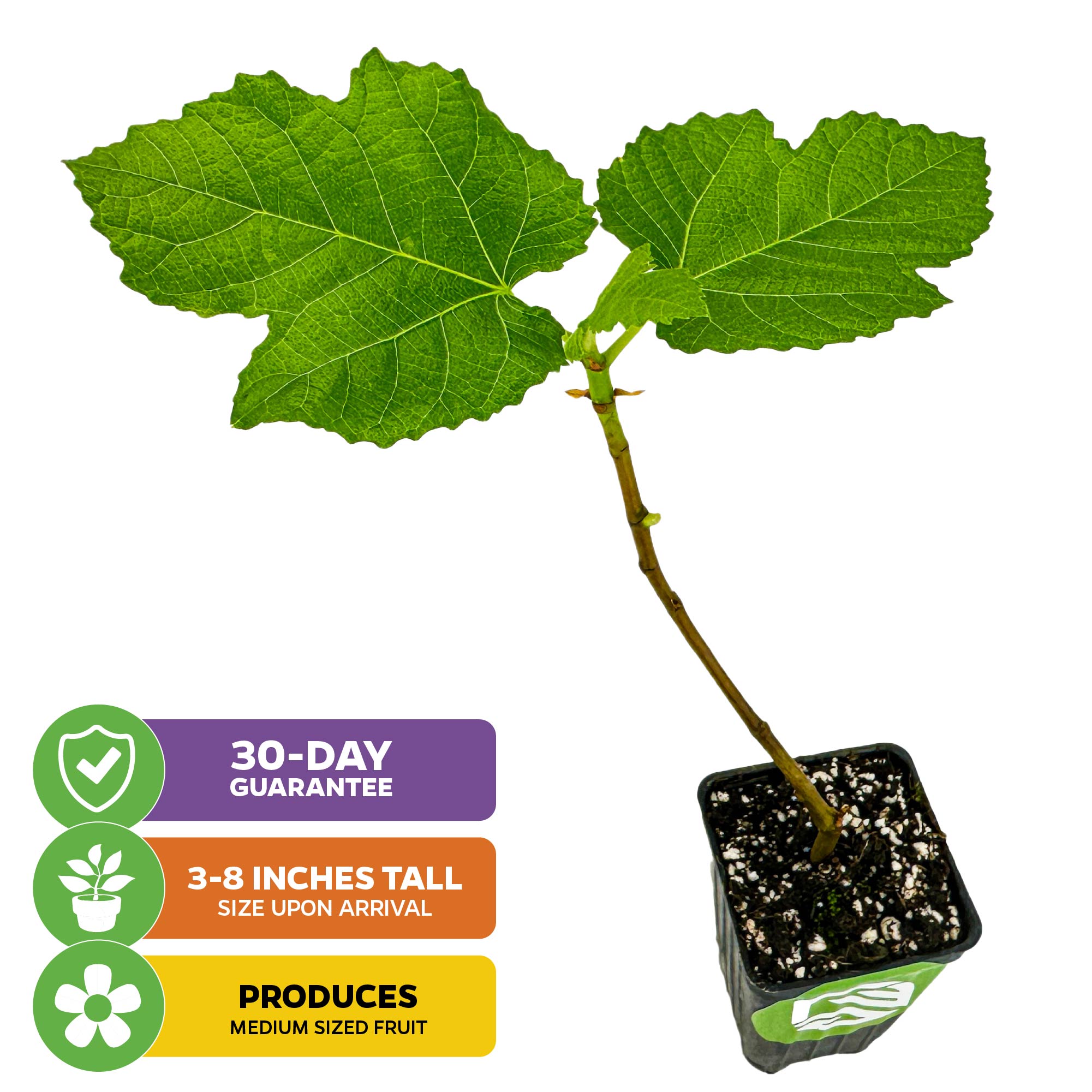 The Wellspring Gardens Yellow Long Neck Fig (Ficus carica) is a small potted plant (3-8" tall), with three large green leaves and a short stem. It's self-pollinating, covered by a 30-day guarantee, and bears medium, honey-sweet fruit.