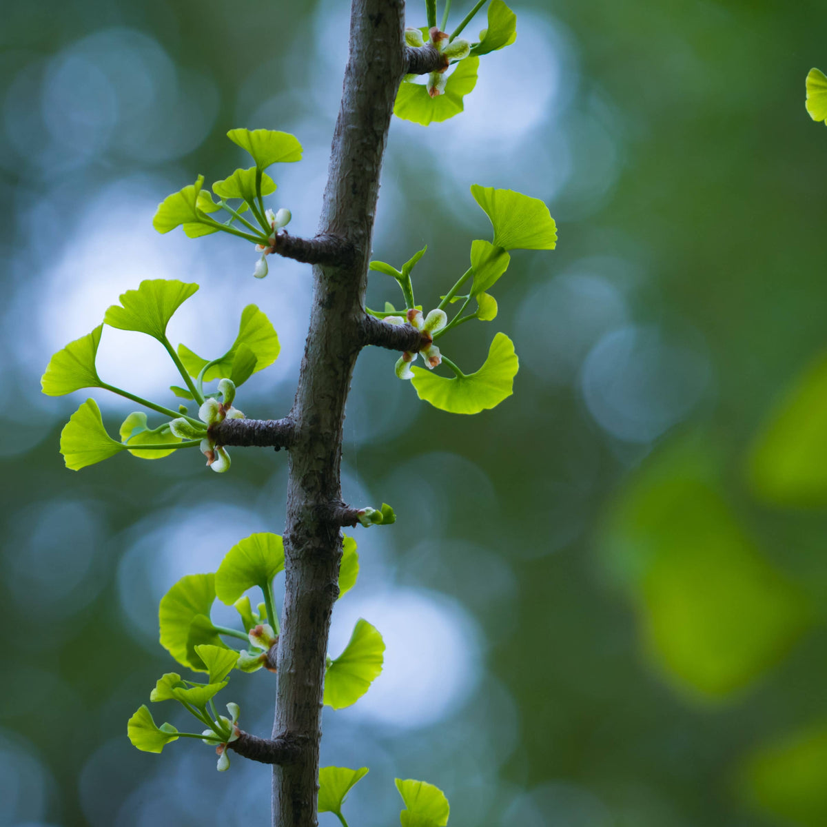 Close-up of a branch with green leaves against a blurred green background