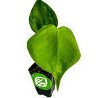 The Monstera deliciosa (Split-Leaf Philodendron/Swiss Cheese) by Wellspring Gardens features two large, heart-shaped green leaves in a black plastic pot with a green and white logo, set against a white background.