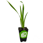 A Louisiana Iris 'Wow Factor' Native American Wildflower by Wellspring Gardens grows in a black plastic pot with soil and a green sticker displaying a white logo. Its long, narrow yellow-green leaves stand out against the white background.