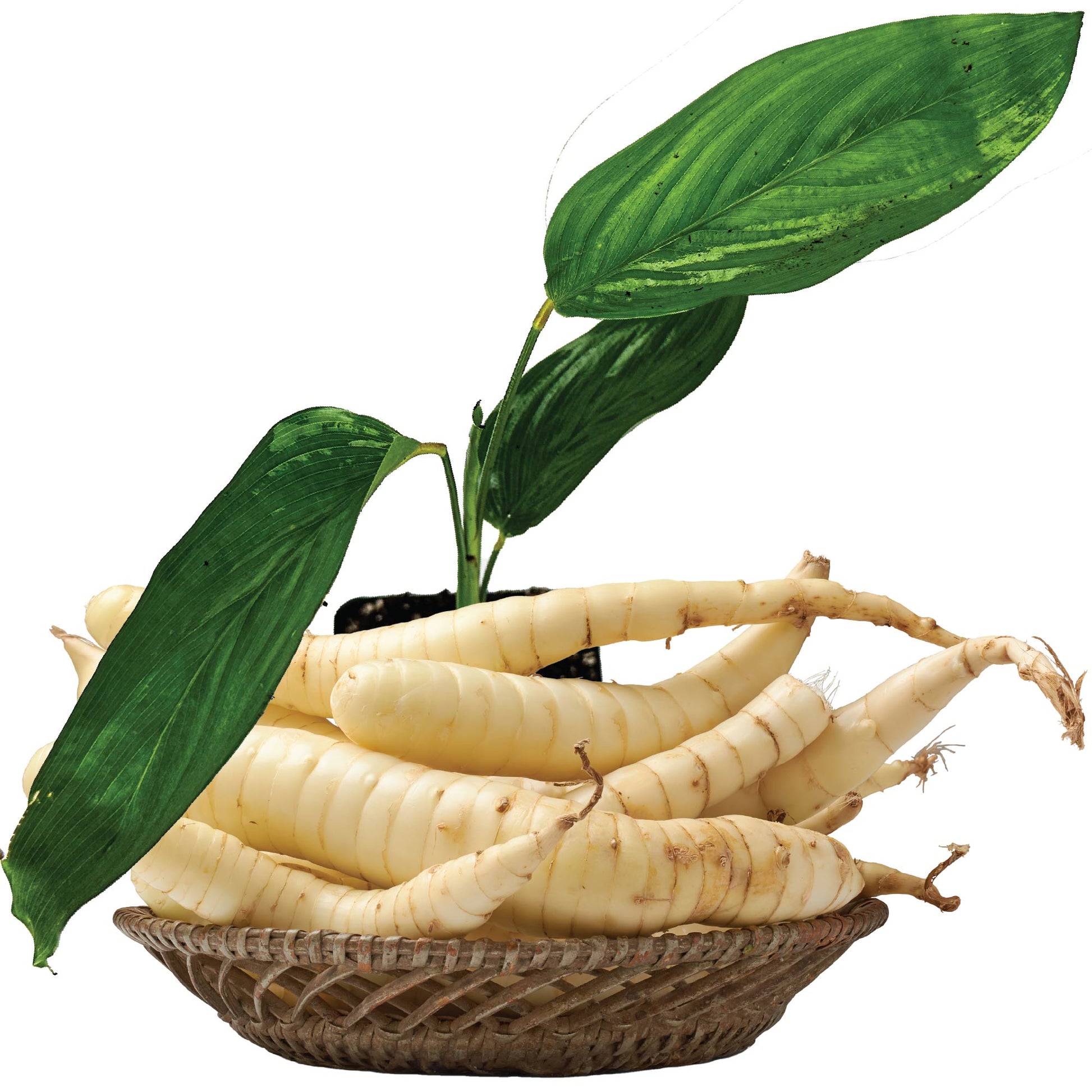 Arrowroot Plant - Maranta arundinacea in a 3/4-Quart Pot (Premium)