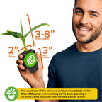 A smiling person holds a Wellspring Gardens Red Abyssinian Banana (Ensete ventricosum Maurelii) with vibrant red and green leaves. Plant height: 3-8 in.; pot: 3 in. high, 2 in. wide. Plant size may vary with growth and season.