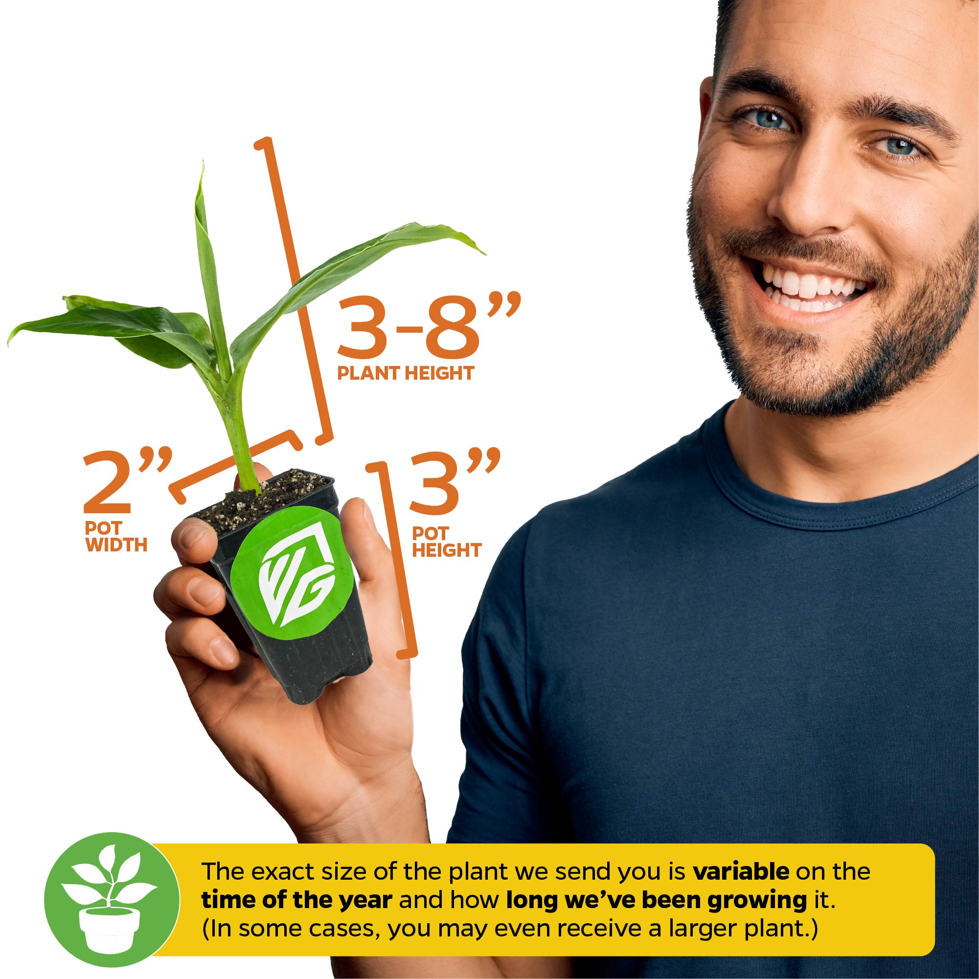 A smiling person holds a Wellspring Gardens Red Abyssinian Banana (Ensete ventricosum Maurelii) with vibrant red and green leaves. Plant height: 3-8 in.; pot: 3 in. high, 2 in. wide. Plant size may vary with growth and season.