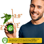 A smiling man holds a Prime-Ark Freedom Blackberry (Rubus) plant by Wellspring Gardens. The plant is 3–8" tall in a 2"x3" pot. Text notes size may vary when shipped.