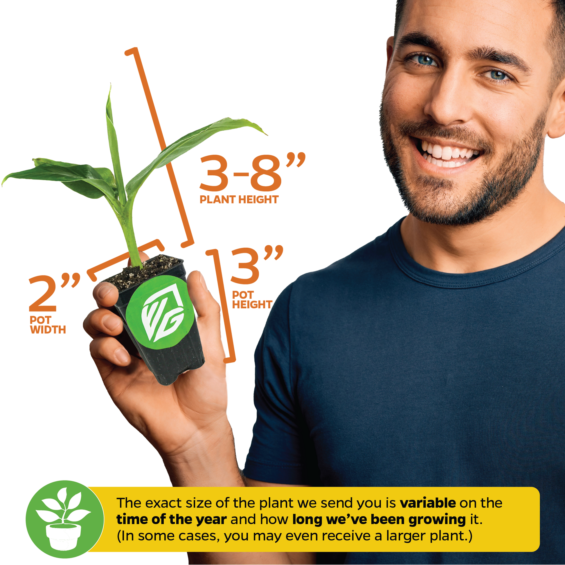 Bordelon Red Ornamental Banana - Musa