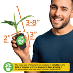 A man holds a Wellspring Gardens Bordelon Red Ornamental Banana (Musa) in a 2-inch pot (3" tall); plant height 3–8". Text states plant size may vary by season and growth time. Red-purple tropical foliage shown.