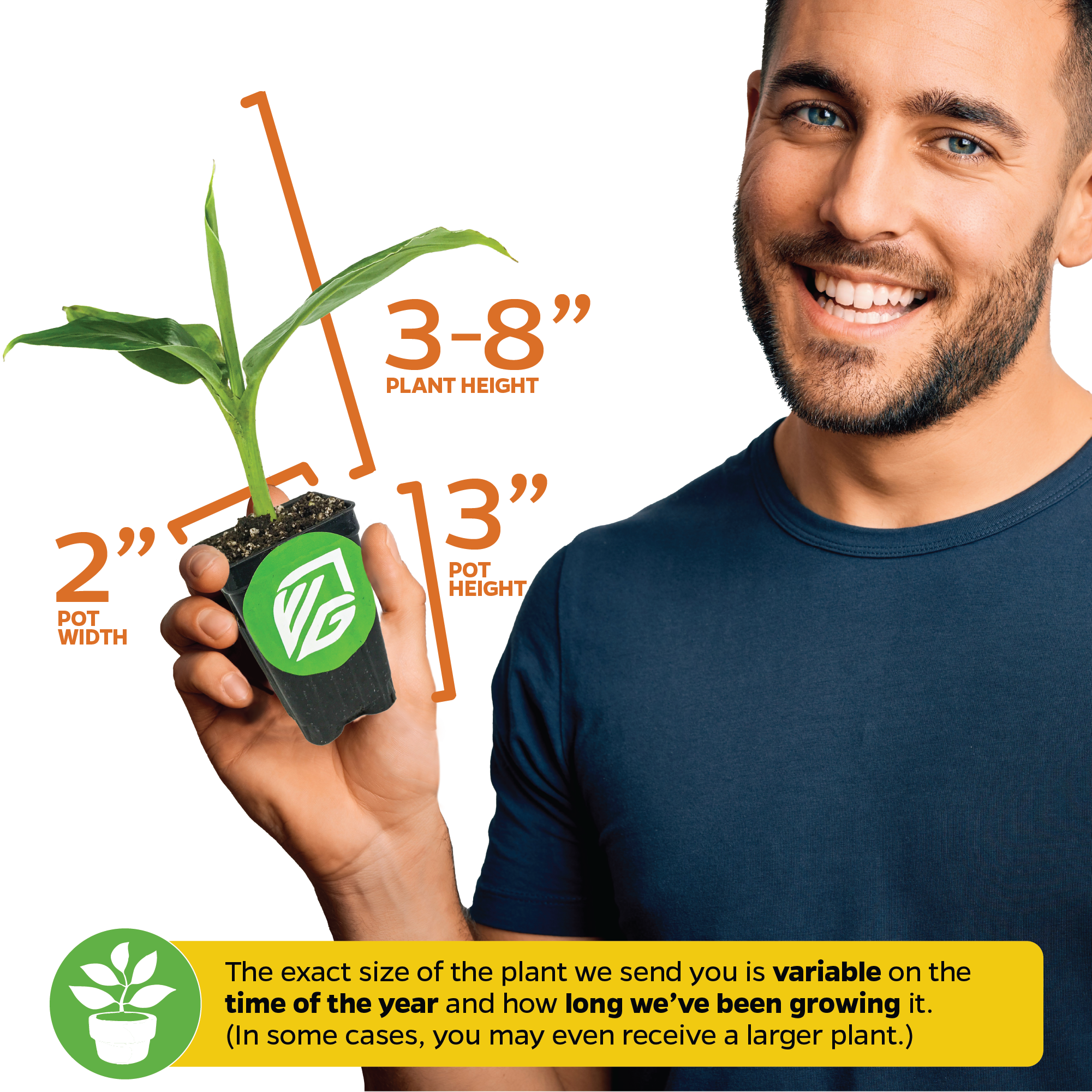 A man holds a Wellspring Gardens Bordelon Red Ornamental Banana (Musa) in a 2-inch pot (3" tall); plant height 3–8". Text states plant size may vary by season and growth time. Red-purple tropical foliage shown.