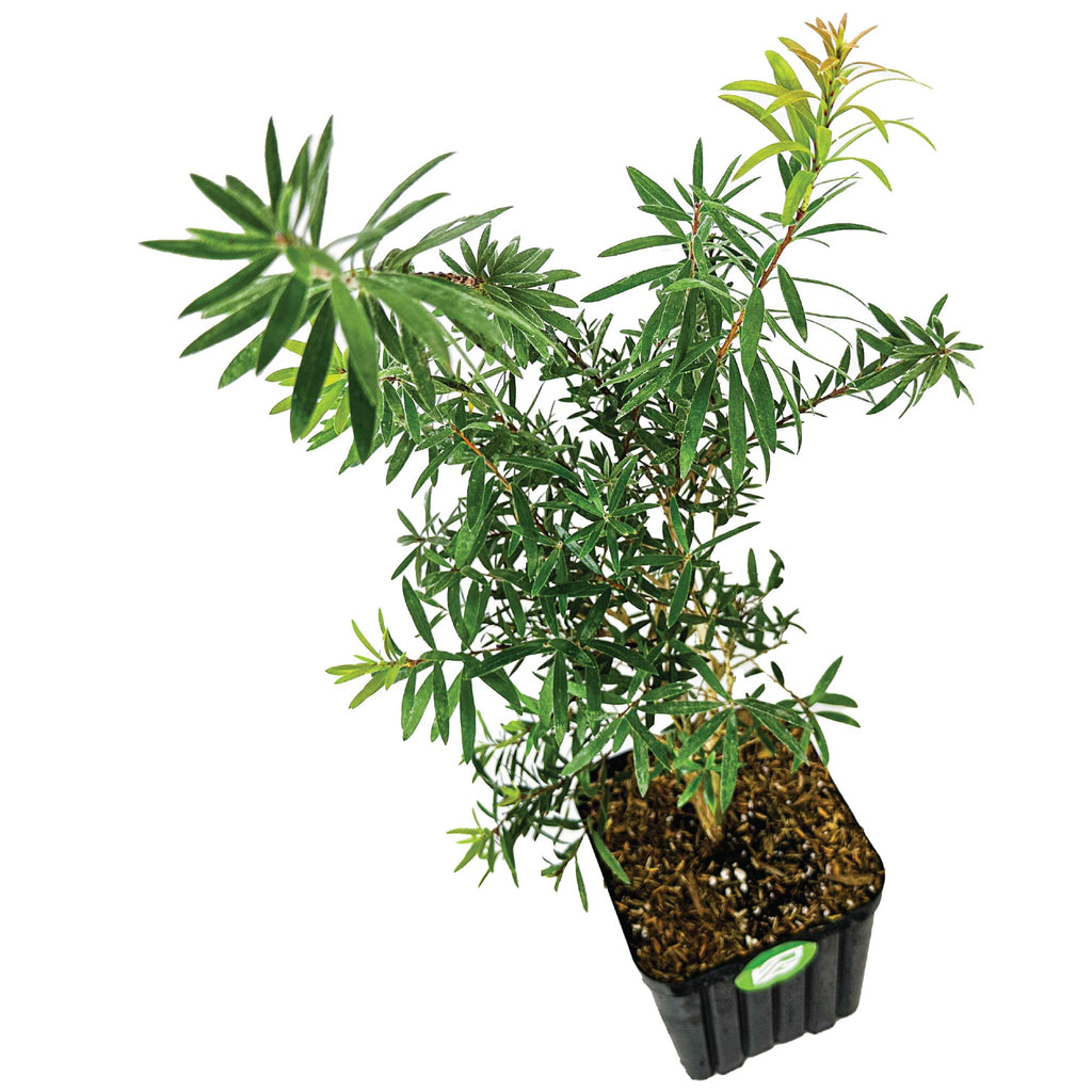 Red Cluster Bottlebrush Tree - Callistemon rigidus (Supreme)