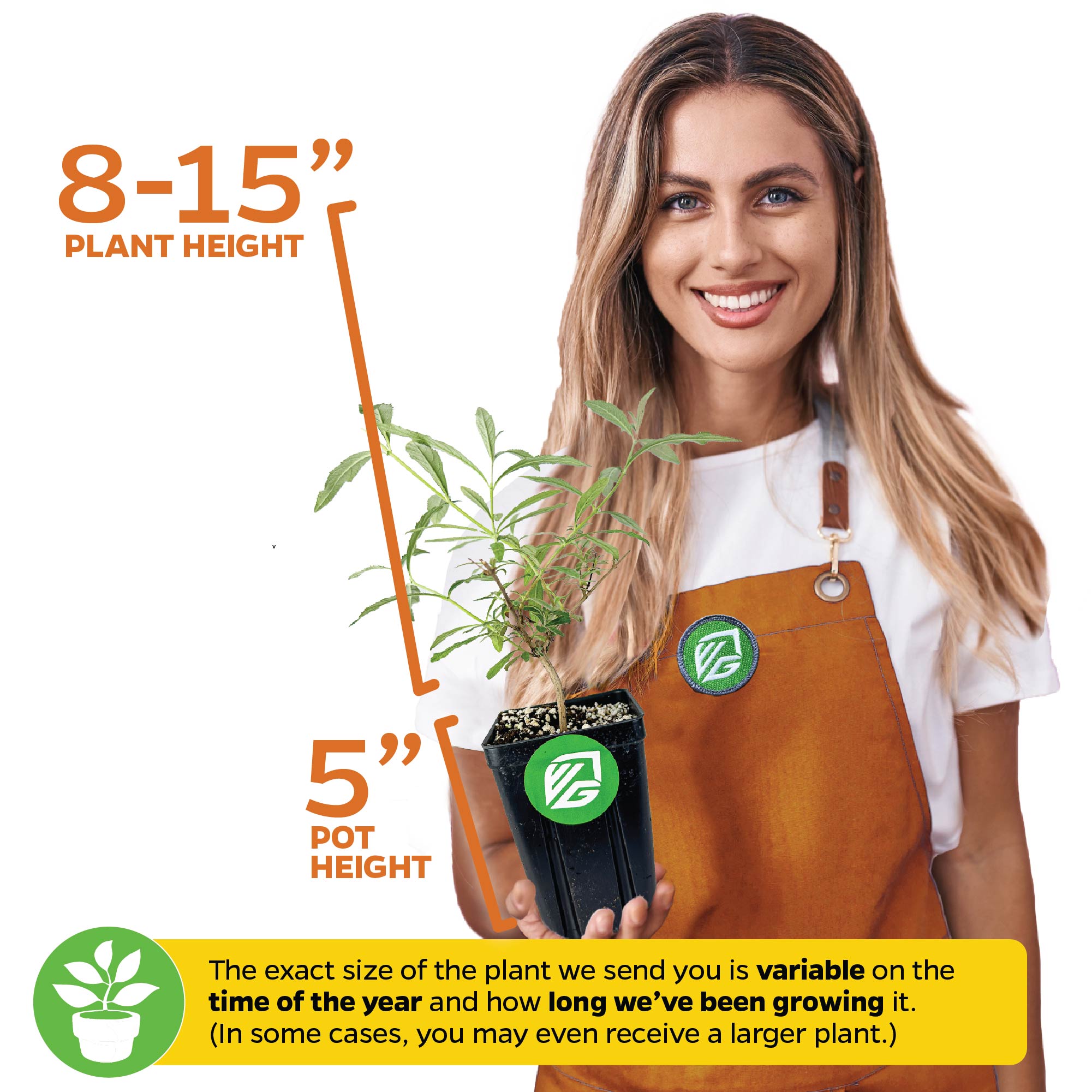A smiling woman in an orange apron holds a Wellspring Gardens Black Knight Butterfly Bush (Buddleia davidii) in a 5-inch pot. Plant height ranges from 8–15 inches and may vary with season and growth time.