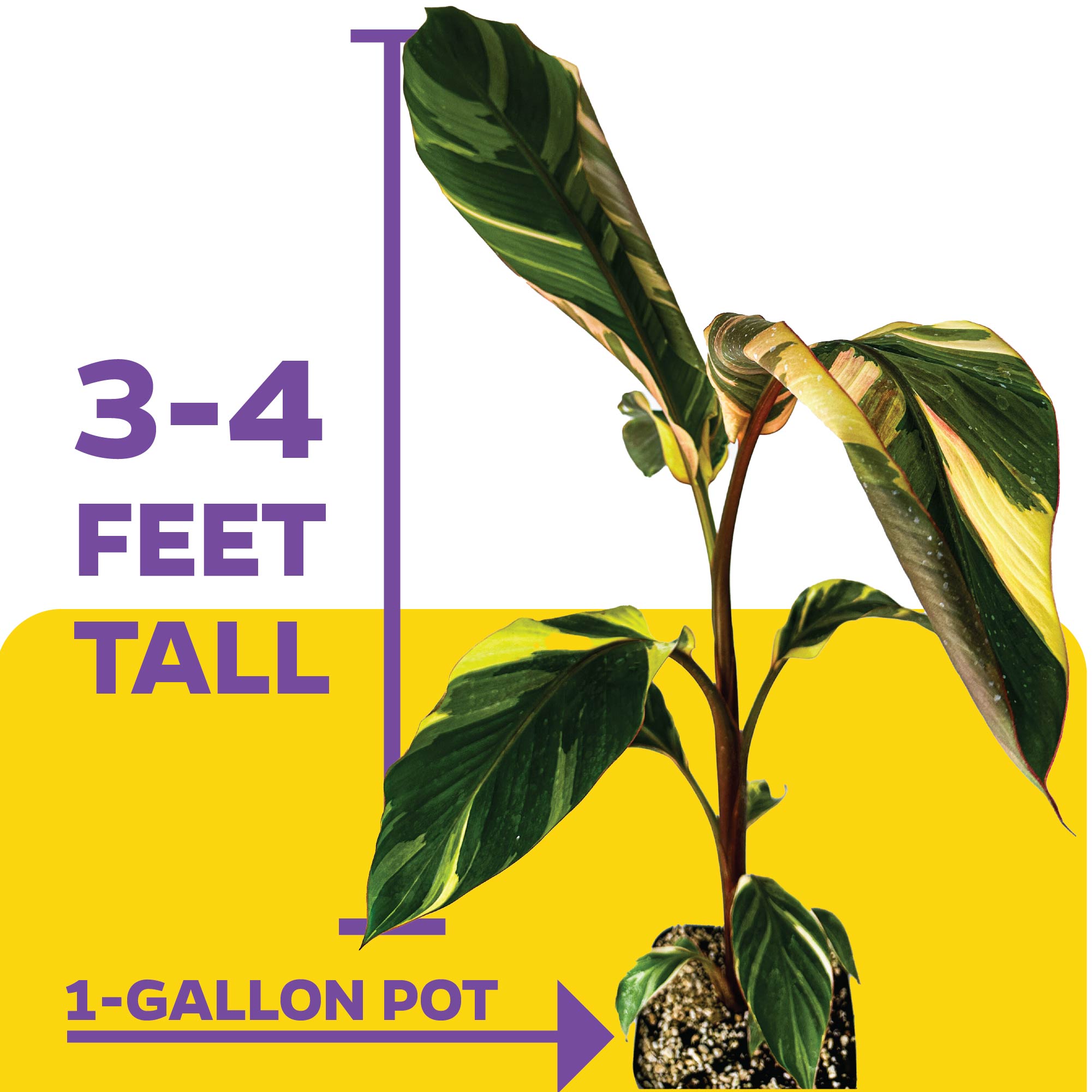 Florida Variegated Banana (1-Gallon) - Musa × paradisiaca