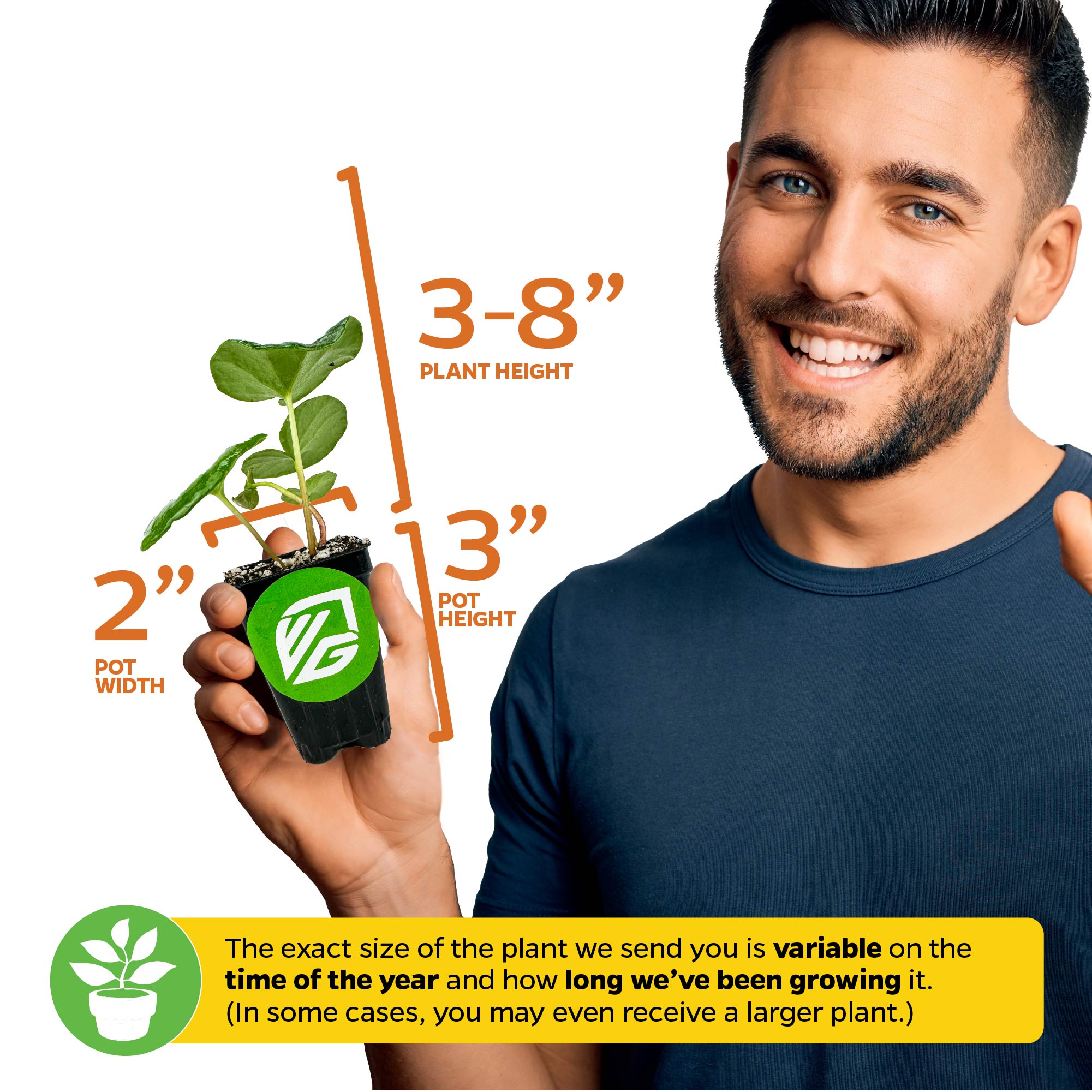 A smiling man holds a Wellspring Gardens Tractor Seat Plant (Leopard Plant, Farfugium japonicum var. Gigantea) in a 3-inch-tall pot, 2 inches wide; plant height varies from 3–8 inches depending on season and growth stage.