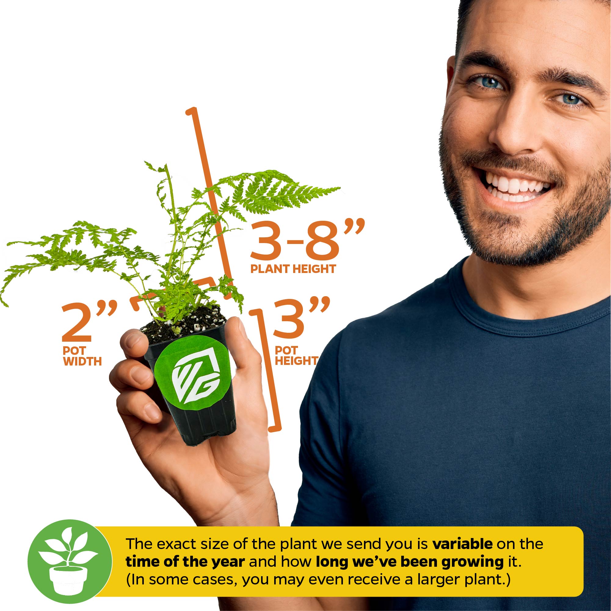 A smiling man holds a Wellspring Gardens Silver Elkhorn Staghorn Fern (Platycerium veitchii) in a 2" wide, 3" tall pot, with plant height ranging from 3–8". Size may vary by season and growth duration.