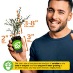 A smiling man holds a small potted Kitty Crack (Cat Thyme) by Wellspring Gardens. Graphics show the plant may reach 3–8" tall; pot is 2" wide and 3" tall. Note: Plant size varies—Kitty Crack is a favorite, even more enticing than catnip!.