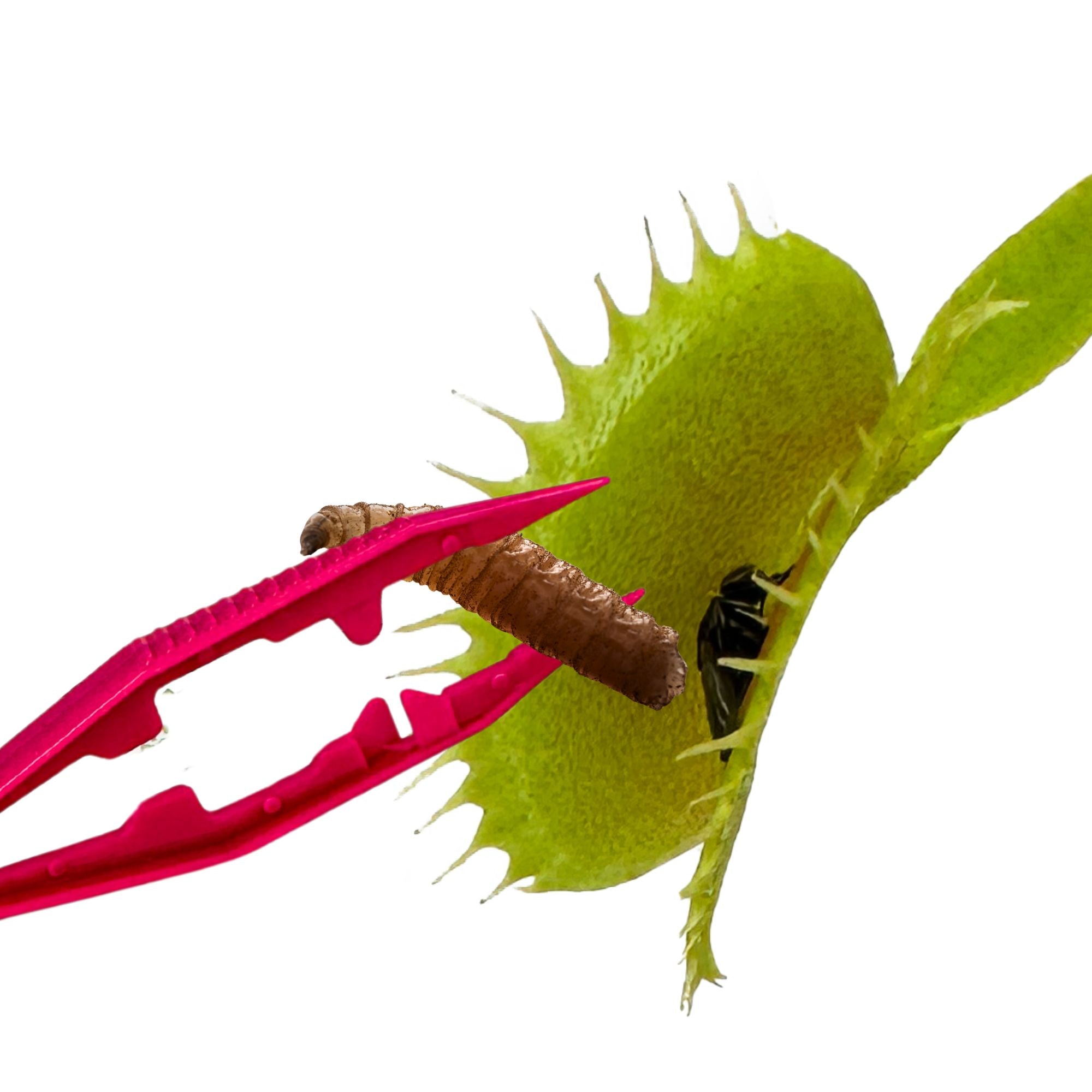 Larvae - Carnivorous Plant Food, 1 OZ