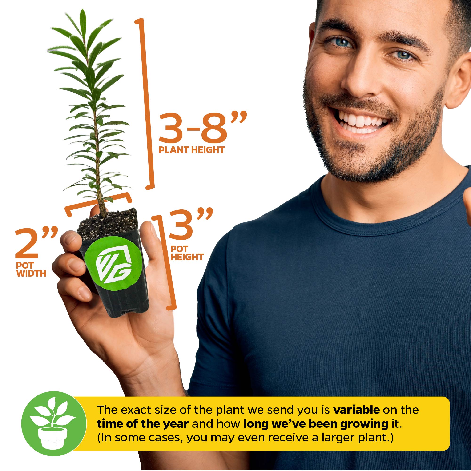 A smiling man holds a Wellspring Gardens Multi-pack (4) of Italian Cypress Trees—Cupressus sempervirens. Labeled: plant height 3–8", pot height 3", pot width 2". Note: size may vary with timing and growth.