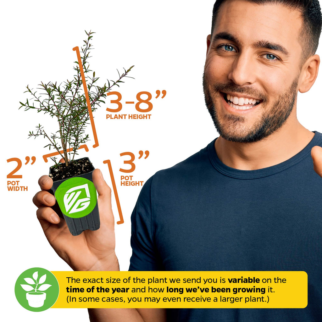 New Zealand Tea Tree Manuka Plant - Leptospermum scoparium