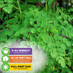 Moringa Tree Seeds (Moringa oleifera) - Pack of 25