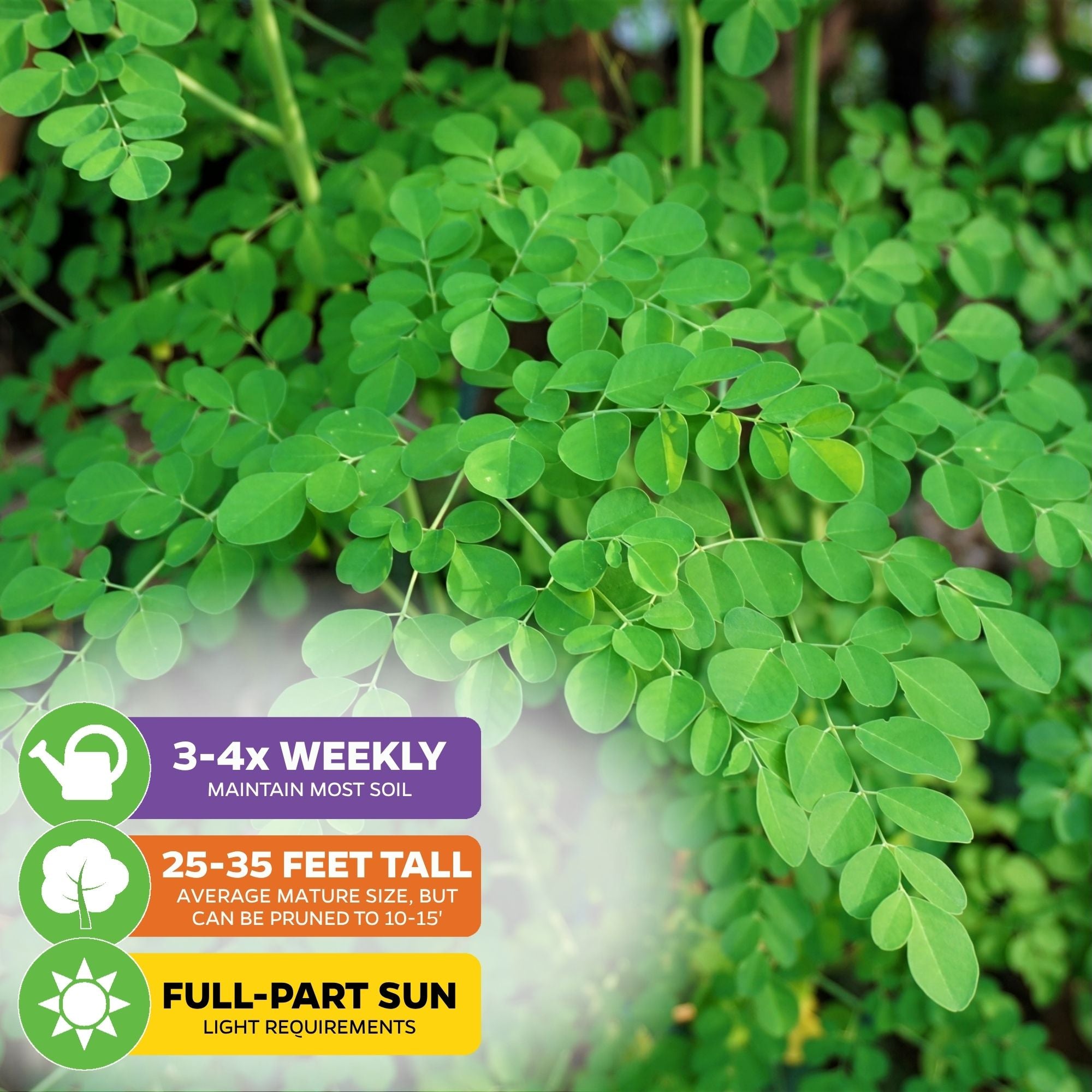 Moringa Tree Seeds (Moringa oleifera) - Pack of 25