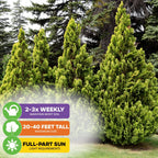 American Arborvitae Tree Seeds (Thuja occidentalis) - Pack of 100 or 1,000