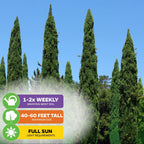 Italian Cypress Tree Seeds (Cupressus sempervirens) - Pack of 100