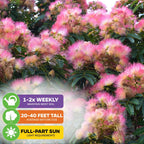 Pink Silk Mimosa Plant Seeds (Albizia julibrissin) - Pack of 30