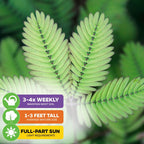 Sensitive Plant Seeds (Mimosa pudica) - Pack of 200