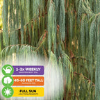 Kashmir Cypress Tree Seeds (Cupressus cashmeriana) - Pack of 50