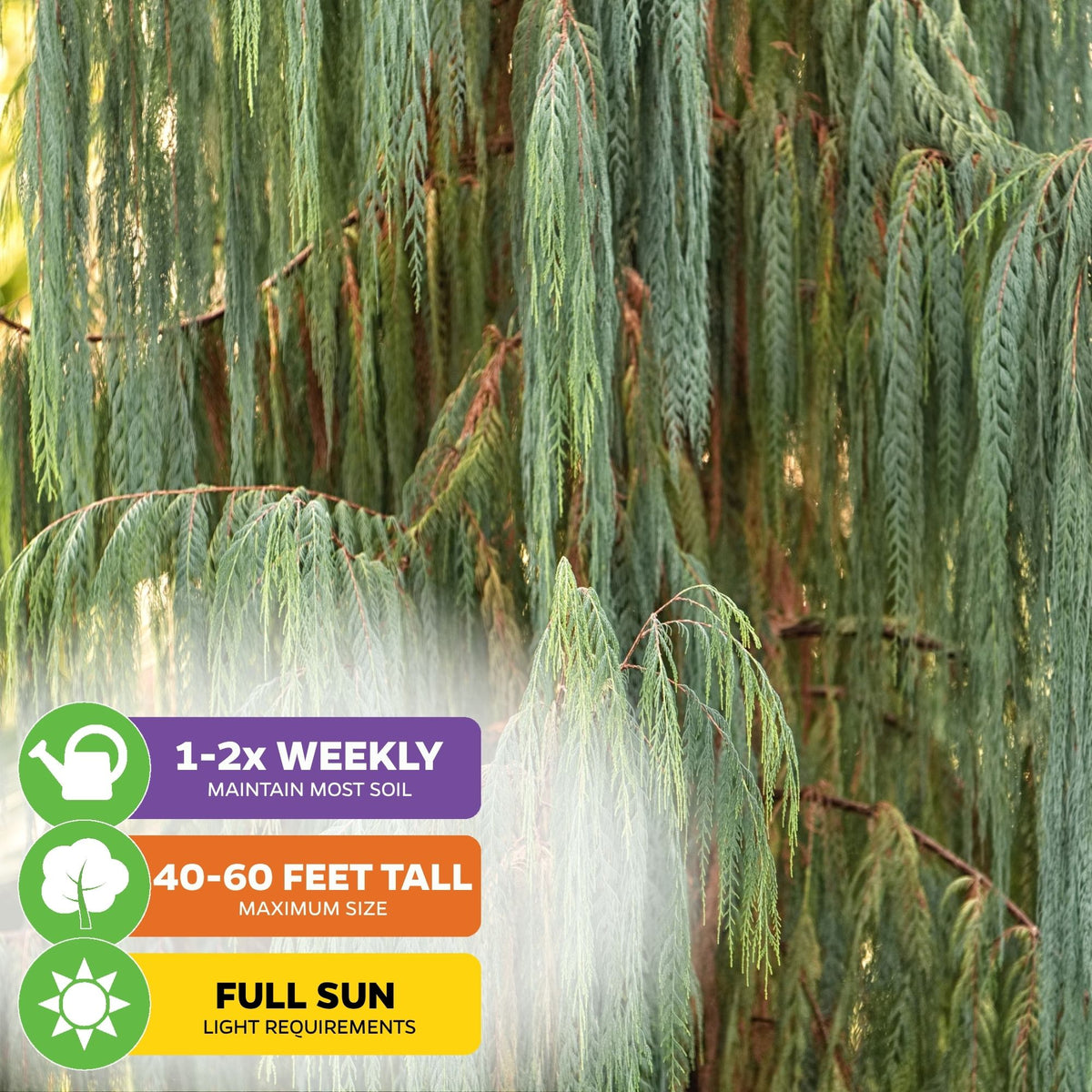 Kashmir Cypress Tree Seeds (Cupressus cashmeriana) - Pack of 50
