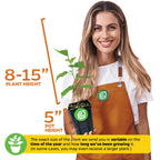 A smiling woman in an orange apron holds a Wellspring Gardens Mojo Berry PP Mulberry (Morus rotundiloba), 8–15 inches tall, self-fertile, patio-friendly, in a 5-inch pot. Plant size may vary by season; sometimes larger plants are shipped.