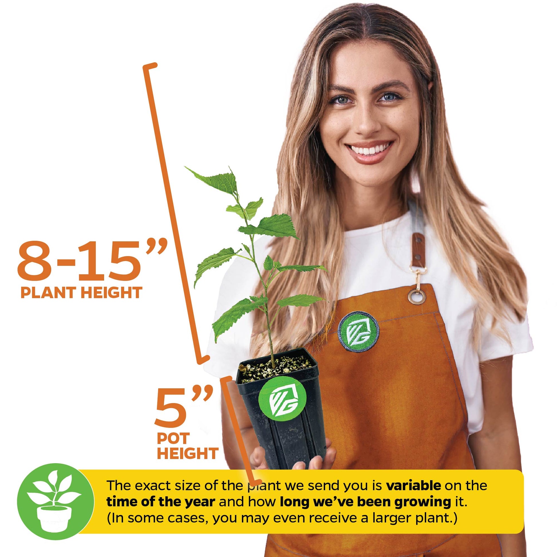 Mojo Berry PP Mulberry - Morus rotundiloba (Premium Size)