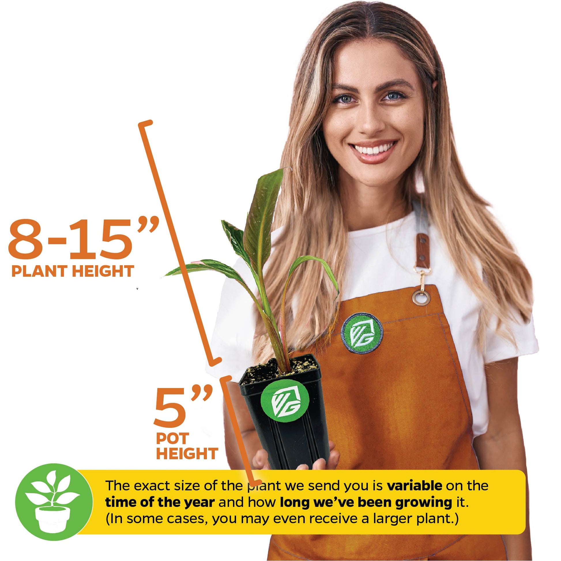 Musa NoNo Pink Variegated Banana - Musa 'Nono'