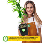 Cinnamon Tree - Cinnamomum zeylanicum