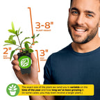 Food Forest Foundations Bundle (4): Banana, Mulberry, Pineapple & Tropical Cherry